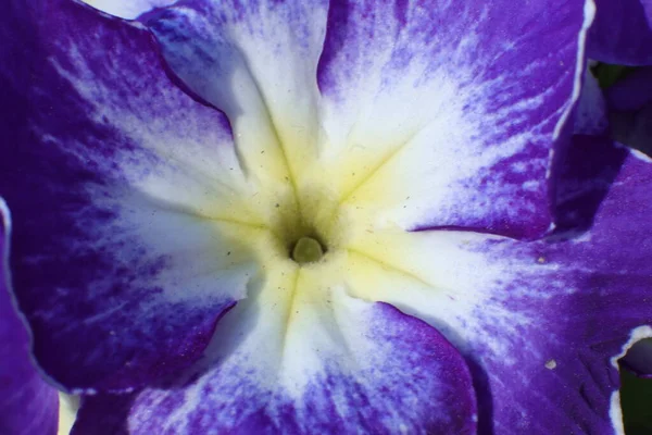 庭の春の花 プリムラ バルガリス プリムラ バルガリス — ストック写真