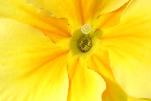 春天花园的花朵 Primerose Primula Vulgaris — 图库照片
