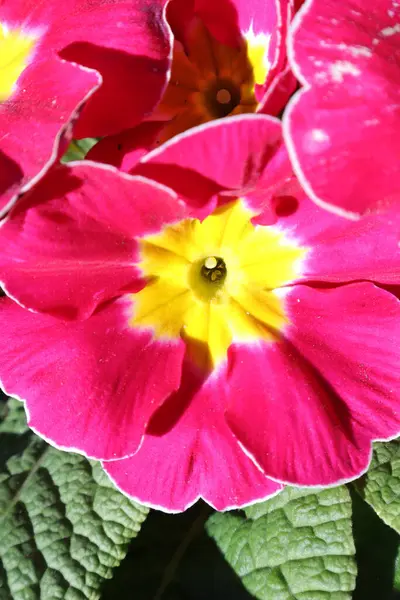 Flores Primavera Jardín Primerosa Primula Vulgaris —  Fotos de Stock