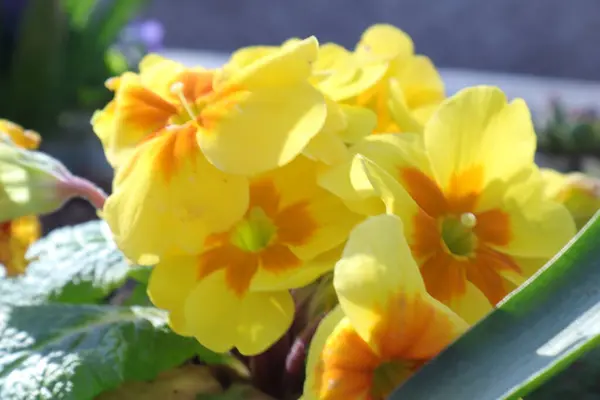 Frühlingsblumen Garten Primerose Primula Vulgaris — Stockfoto