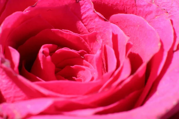 Wunderschöne Rosen Auf Dunklem Hintergrund Nahaufnahme — Stockfoto