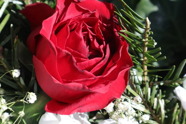 Nahaufnahme Rote Rosen Auf Weißem Hintergrund Mit Einem Verschwommenen Bokeh — Stockfoto