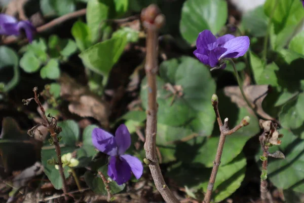 Wiosenne Kwiaty Ogrodzie Słodkie Fiołki Viola Odorata — Zdjęcie stockowe