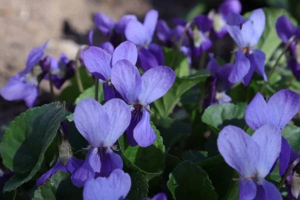 Fleurs Printemps Dans Jardin Violettes Douces Viola Odorata — Photo