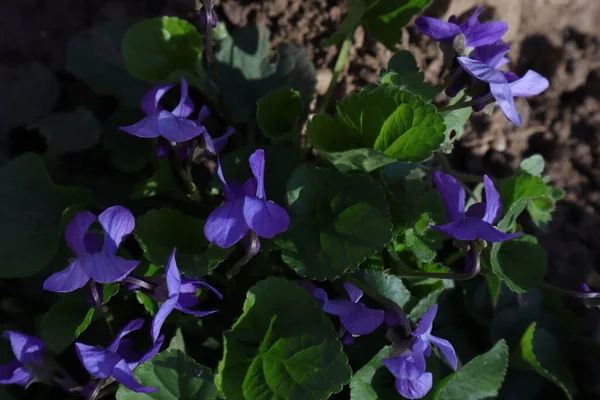 Flores Primavera Jardim Violetas Doce Viola Odorata — Fotografia de Stock