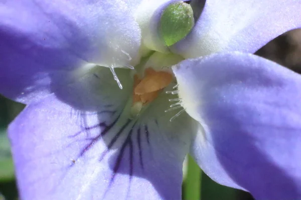 Flores Primavera Jardim Violetas Doces Viola Odorata Macro — Fotografia de Stock