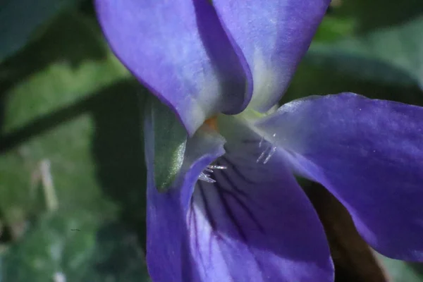 庭の春の花 甘いスミレ ヴィオラオドラタ マクロ — ストック写真