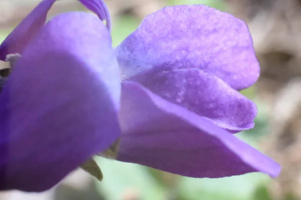 Flores Primavera Jardín Violetas Dulces Viola Odorata Macro — Foto de Stock