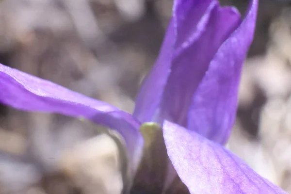 Fleurs Printemps Dans Jardin Violettes Douces Viola Odorata Macro — Photo