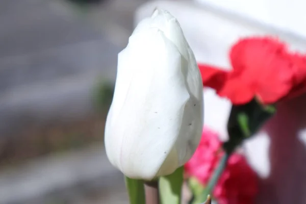 Schöne Weiße Tulpen Garten — Stockfoto