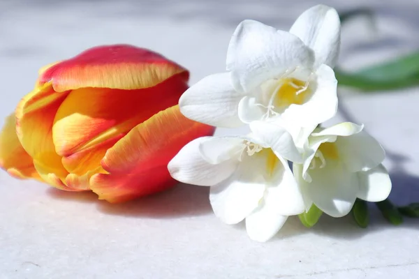 Schöne Frühlingsblumen Auf Weißem Hintergrund — Stockfoto