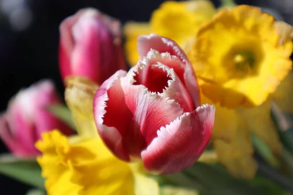 Tulipan Kwiaty Ogrodzie — Zdjęcie stockowe