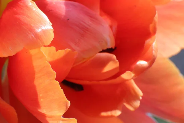 花园里美丽的红色郁金香 — 图库照片