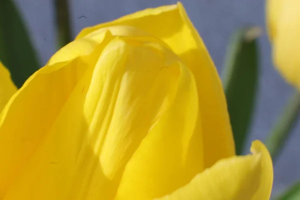 Tulipa Amarela Jardim — Fotografia de Stock