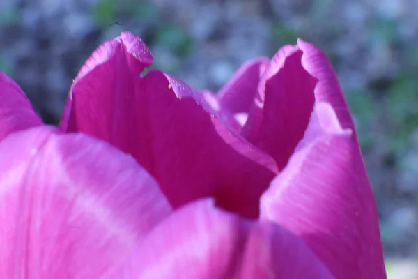 花园里美丽的紫色郁金香花 — 图库照片