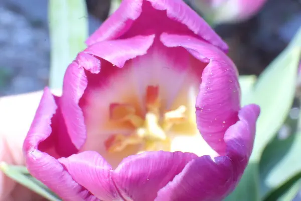 Piękna Różowa Orchidea Ogrodzie — Zdjęcie stockowe