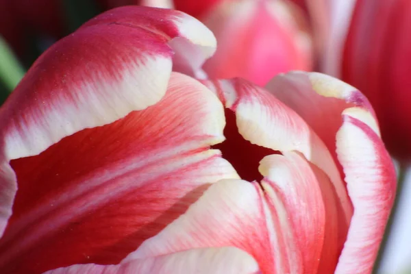 Zbliżenie Tulipana — Zdjęcie stockowe