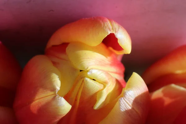 Nahaufnahme Einer Schönen Tulpe — Stockfoto