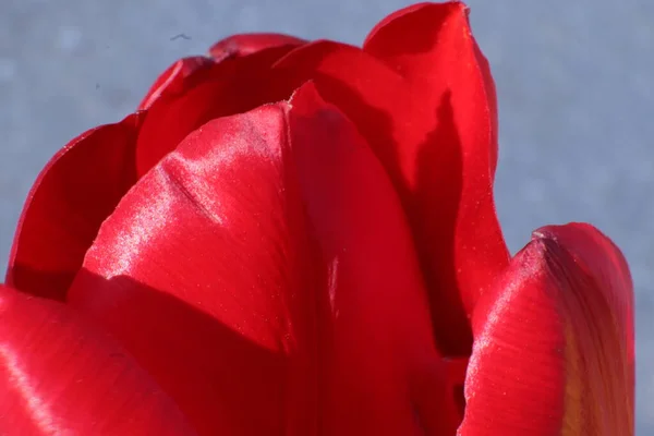 白色背景上的红色郁金香 — 图库照片