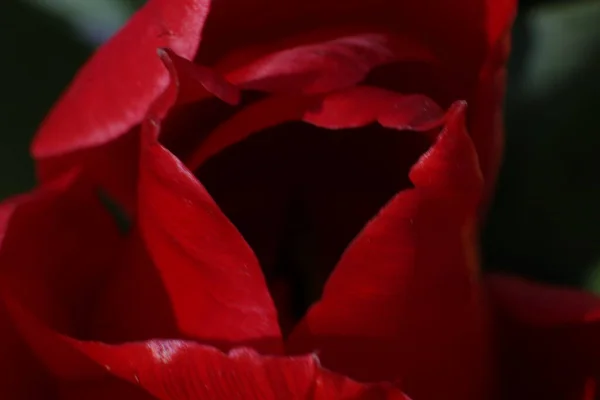 Vista Cerca Hermosa Flor Roja Flor — Foto de Stock