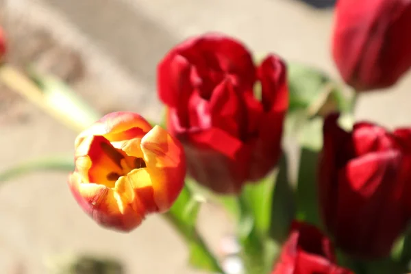 Czerwone Tulipany Ogrodzie — Zdjęcie stockowe