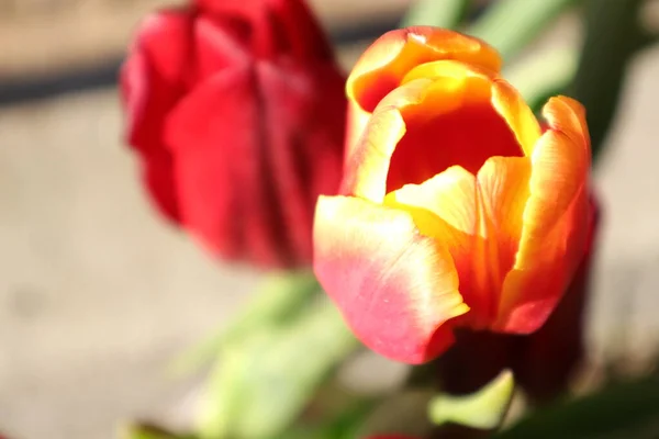 庭のチューリップの花 — ストック写真