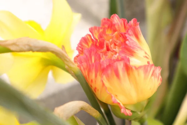 Wiosenne Kwiaty Goździk Ogrodzie — Zdjęcie stockowe