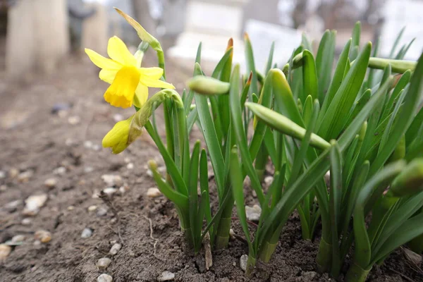 Voorjaarsbloemen Tulp Geel Tuin — Stockfoto