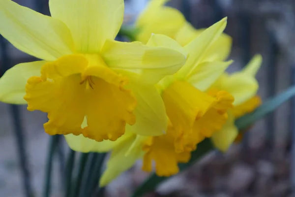 Flores Primavera Tulipa Amarelo Jardim — Fotografia de Stock