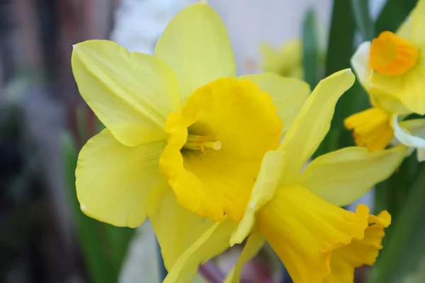 Flores Primavera Tulipán Amarillo Jardín — Foto de Stock