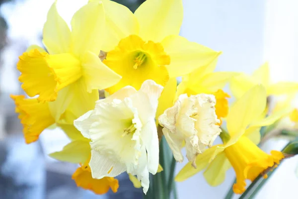 Gelb Garten Frühlingsblumen Tulpe — Stockfoto