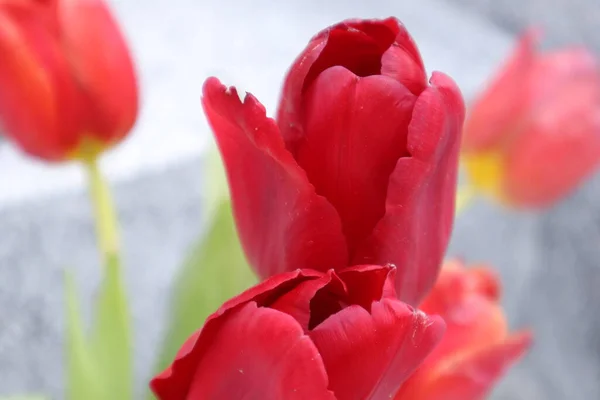 Czerwone Kwiaty Tulipan Białym Tle — Zdjęcie stockowe