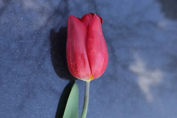 Czerwony Tulipan Ciemnym Tle — Zdjęcie stockowe