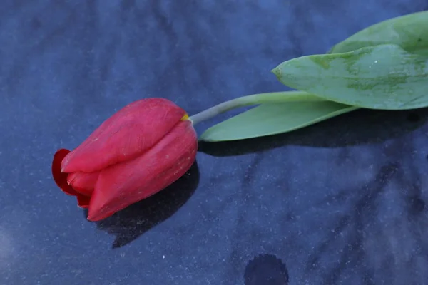 Rote Und Schwarze Tulpen Auf Weißem Hintergrund — Stockfoto