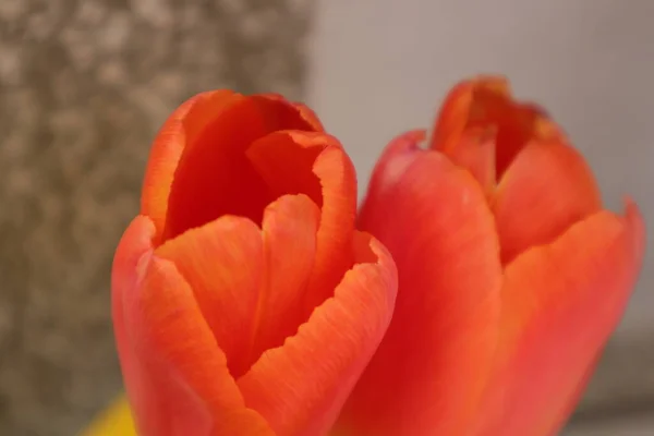 Tulipán Virágok Háttérben Egy Piros Virág — Stock Fotó