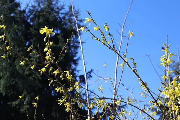 Wiosna Żółty Kwitnący Krzew Kwitnie Ogrodzie Forsythia Maluch — Zdjęcie stockowe