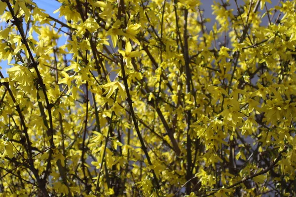 Primavera Amarelo Floração Bush Flores Jardim Forsythia Maluch — Fotografia de Stock