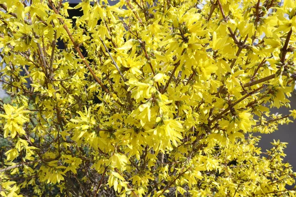 Bahar Sarı Çiçekli Çalı Bahçede Çiçekler, Forsythia Maluch