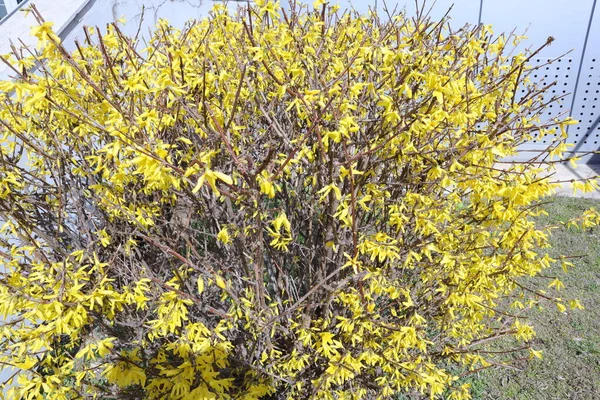 Frühlingsgelb Blühender Strauch Blüht Garten Forsythie Maluch — Stockfoto