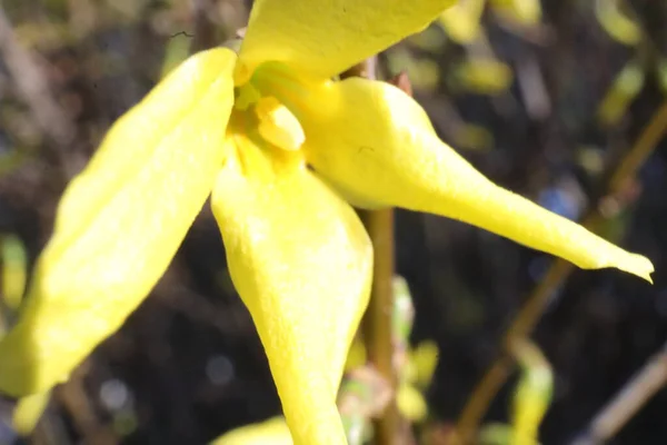 庭の春の黄色の開花ブッシュの花 フォルシシア マルホ — ストック写真