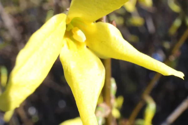 Bahar Sarı Çiçekli Çalı Bahçede Çiçekler, Forsythia Maluch