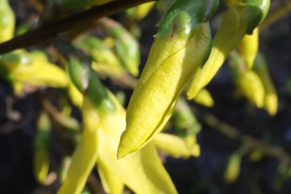 Baharın Sarı Çiçekli Çalıları Bahçede, Forsythia Maluch, Macro