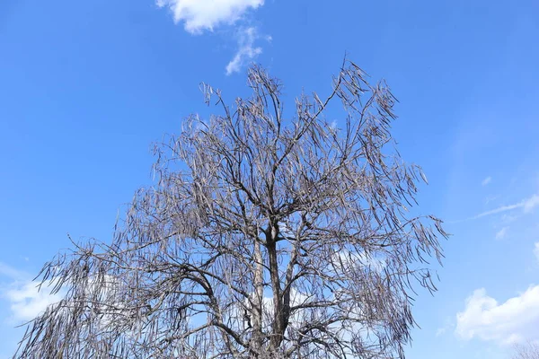 空に木の枝が — ストック写真