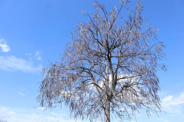 Красиве Дерево Зимовий Час — стокове фото