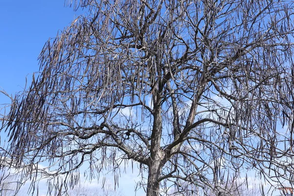 公園内の木の枝 — ストック写真