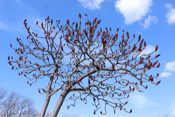 Gałęzie Drzew Flora Przyrodzie — Zdjęcie stockowe