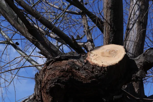 木の切り株を切り 木の根は古いオーク材で — ストック写真