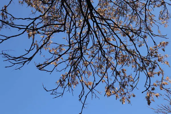 Ένα Κλαδί Δέντρου Φύλλα Φόντο Ουρανού — Φωτογραφία Αρχείου
