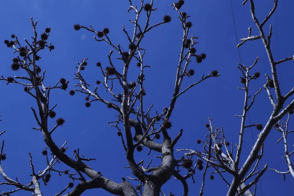Gałęzie Drzewa Tle Błękitnego Nieba — Zdjęcie stockowe