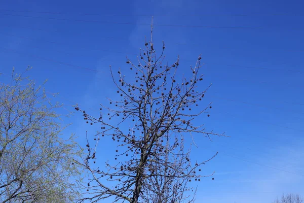 Дерево Небе Природная Флора — стоковое фото